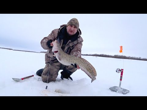 Видео: СТОЛЬКО НАЛИМА ЕЩЁ НЕ ЛОВИЛ / РЫБАЛКА С НОЧЁВКОЙ В ПОЛНОМ КОМФОРТЕ