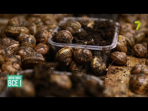 Видео: Як працює равликова ферма на Одещині