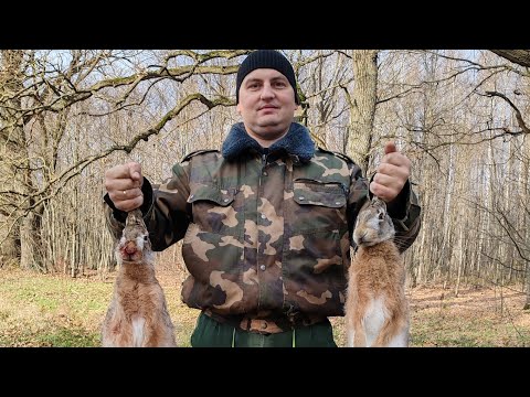 Видео: Удачная охота на зайца. БЕЛАРУСЬ 2024