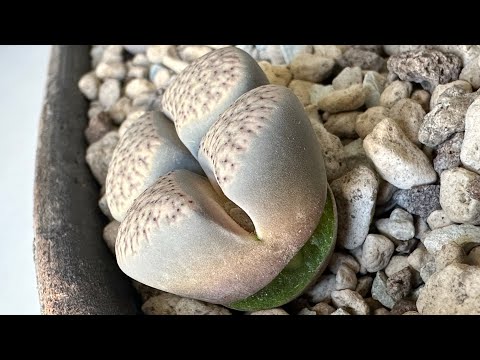 Видео: Литопсы/ Lithops. Отрыв головы у Литопса. 31.10.24