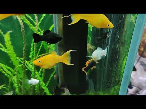 Видео: Мой аквариум 300 литров с гуппи, другими живородками, данио. 01.01.2024