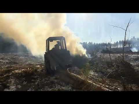 Видео: МТЗ в лесу! Не плохой день! Кубатура прёт! Но ...?