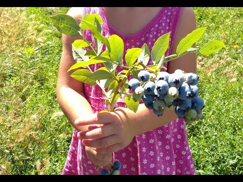 Видео: Три Правила Для БОЛЬШОГО Урожая Голубики!