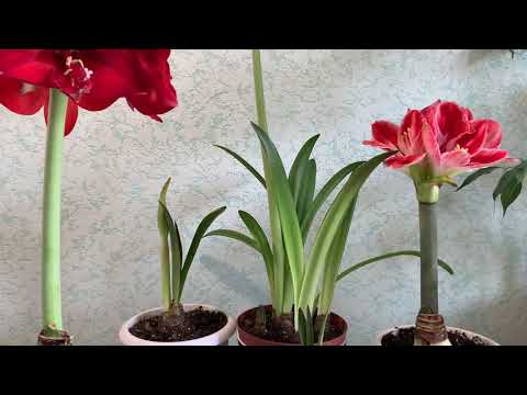 Видео: У меня красота!!!АМАРИЛЛИС или ГИПЕАСТРУМ  ?В Чем отличие?