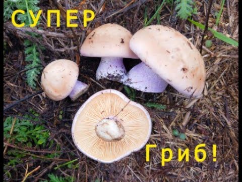 Видео: Сбор грибов синеножки рядовка Два ведра вкуснейшего гриба