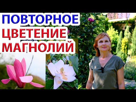 Видео: Магнолии. Повторное и Весеннее цветение. Сравнение красоты и полноты цветения весной и летом.