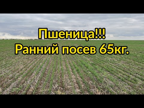 Видео: Хлеб взошел, начались проблемы!!!