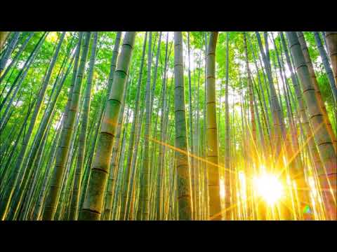 Видео: Медитация Пустой бамбук. Перед началом медитации ОБЯЗАТЕЛЬНО ознакомьтесь с описанием.