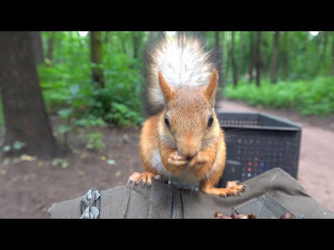 Видео: Разные белки. Зарисовка / Different squirrels. The sketch