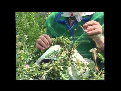 Видео: Моречка - передача "Мировая деревня" Сергея Старостина