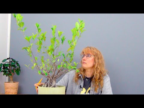 Видео: Фикус Микрокарпа (ч.9).