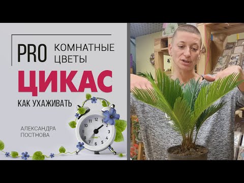 Видео: Цикас | Саговая пальма | Саговник | Неприхотливая комнатная пальма для любителей необычных растений.