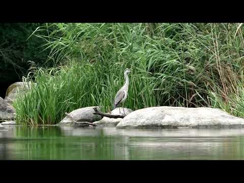 Видео: Південний Буг. Боковий кивок. Злива.