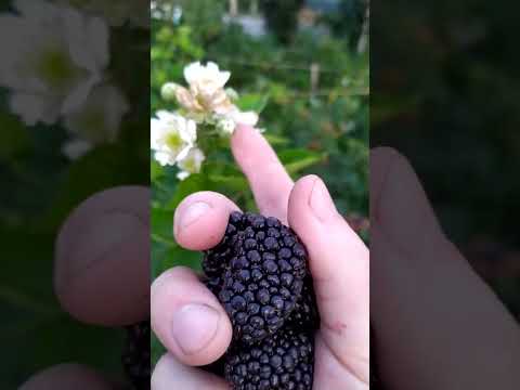 Видео: Найкращий сорт ОЖИНИ / серпень 2025