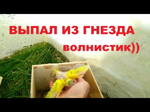 Видео: Волнистые попугаи,малыш выпал из гнезда,А соседи целуются !