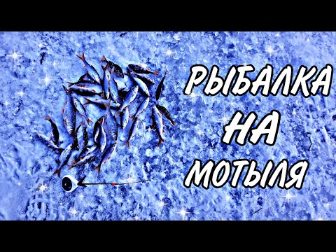 Видео: РЫБАЛКА НА МОТЫЛЯ !!! | ЛОВЛЯ ПЛОТВЫ И ОКУНЯ НА МОРМЫШКУ !!! | ГЛУХОЗИМЬЕ 2025 !!!