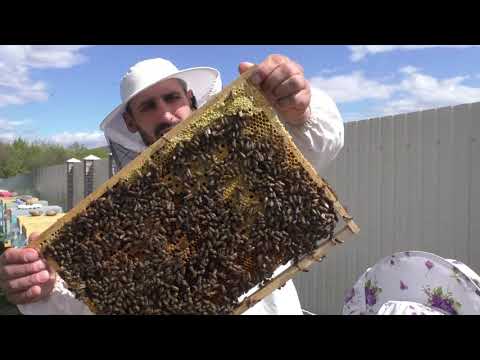 Видео: Трясем пчелу и равняем пчелосемьи 13.04.2019