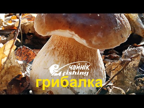 Видео: Шикарні гриби - білі, польські і рижики - в жовтні 2020, недалеко від Києва.