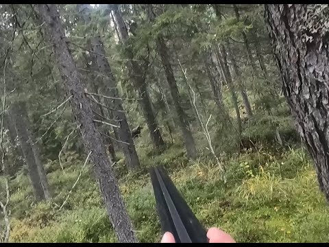 Видео: Удачная охота на медведя и лося