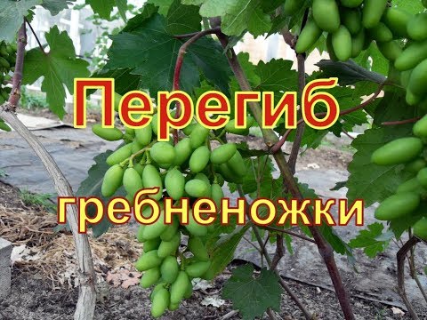 Видео: Виноград. Сорт Преображение . Подвязка гроздей.