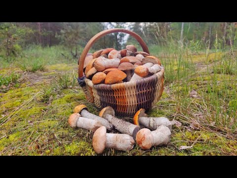 Видео: НАШЕСТВИЕ ПОДОСИНОВИКОВ 2023!