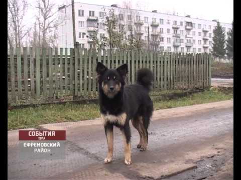 Видео: Аэродром в Ефремове: полёты во сне