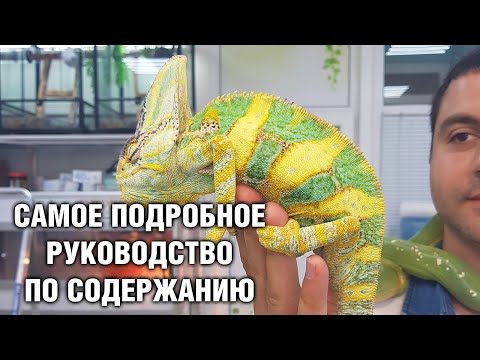 Видео: Хамелеон Йеменский — Содержание в домашних условиях, сколько живёт, где купить