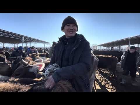 Видео: Уй-кунаажын/ Каракол мал базар/ 9-ноябрь/ каналды колдоо 0505326278 мбанк🤗