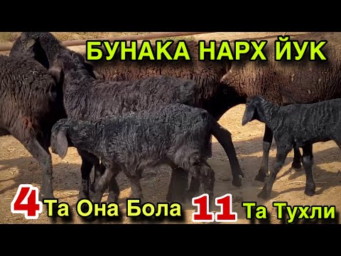 Видео: 6 октября 2025 г.ТУХЛИ КУЙ ВА ОНА БОЛА КУЙ КУЗИЛАР СОТИЛАДИ! 