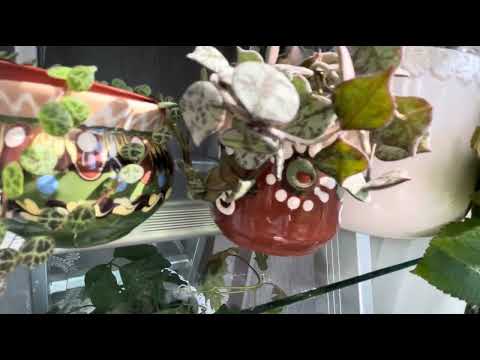 Видео: Зелена оаза на підвіконні(ч.2)🌿.Стойка для квітів😍15.09.25.