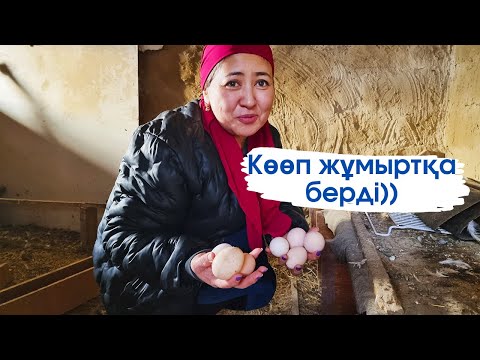 Видео: Vlog. Қорада қой маңырап тұр.Тауық көп жұмыртқа берді.Жұмыртқа