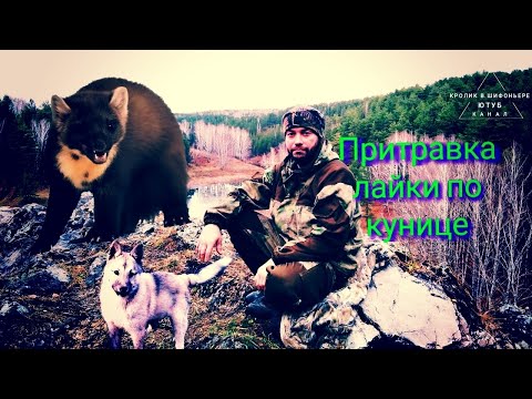 Видео: Притравка лайки по кунице  // Первое знакомство с куницей