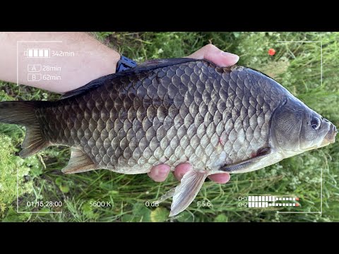 Видео: Королевские Караси. Мормышка с этой приманкой творит чудеса!