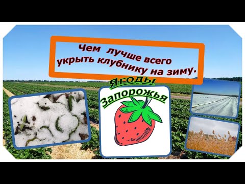Видео: чем укрыть клубнику на зиму