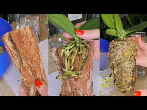 Видео: ЭТО ЧТО-ТО НОВЕНЬКОЕ! Необычная, для меня, посадка орхидеи.