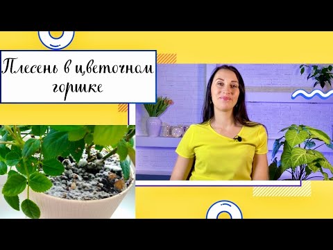 Видео: 🪴ПЛЕСЕНЬ И БЕЛЫЙ НАЛЕТ В ЦВЕТОЧНОМ ГОРШКЕ/ПРИЧИНЫ/КАК  ИЗБАВИТЬСЯ✅