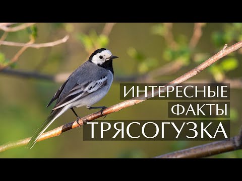 Видео: Трясогузка - интересные факты