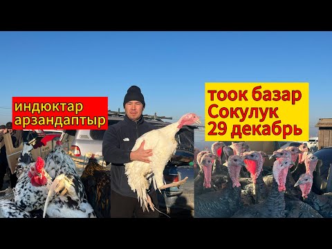 Видео: Тоок базар. Сокулук 29.12.24 #итбазар #малбазар #тоокбазар #жаймабазар #барахолка