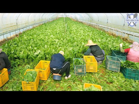 Видео: Уникальное корейское кимчи!Кимчи из редиса, используемое в пибимпапе и лапше/Корейская фабрика кимчи