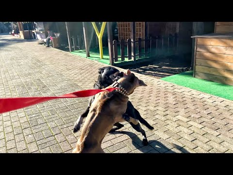 Видео: На Джину напала большая бродячая собака Подкинули коробку с щенками Обзор покупок Зимуем у моря