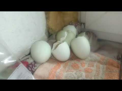 Видео: Вывожу цыплят для знакомой последний раз в этом году. 