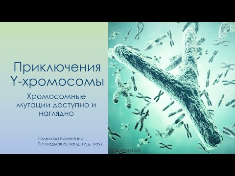 Видео: Приключения Y хромосомы: Хромосомные мутации наглядно и доступно