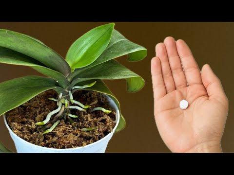 Видео: Поставьте его под орхидею! Внезапно появится 100 корней, и цветы будут цвести без остановки!