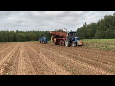 Видео: Трактора МтЗ-82 с комбайном Рязанец. Уборка картофеля 2021. СССР ЖИВ ИЛИ КАК МЫ РАБОТАЛИ У ФЕРМЕРА.