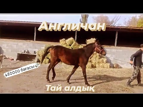 Видео: Дерзкий тай алдық/ Ағылшын тұқымы.