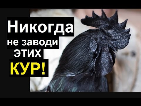 Видео: Этих кур лучше не покупать! Самая переоцененная порода кур - плохие несушки
