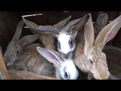 Видео: Завязала с кроликами! Почему?