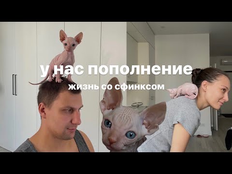 Видео: видео о мечте | завели котика сфинкса