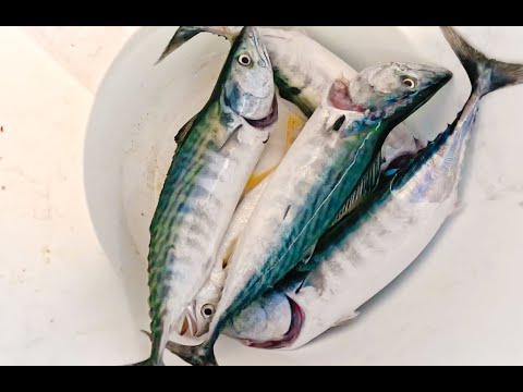 Видео: Вторник Бонито Безумие, Они были повсюду