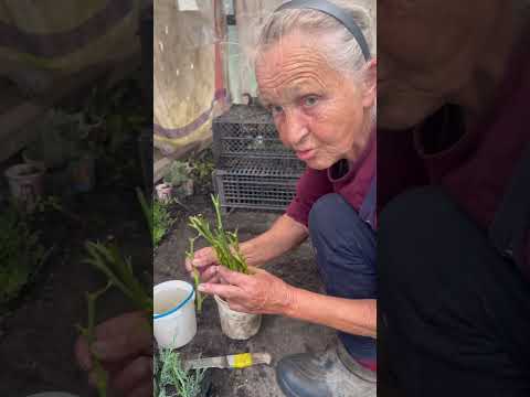 Видео: Як розмножити троянди ?🌹 2 способи розмножити троянду з гілочки🌹двієві способи розмножити троянду🌹🌹🌹